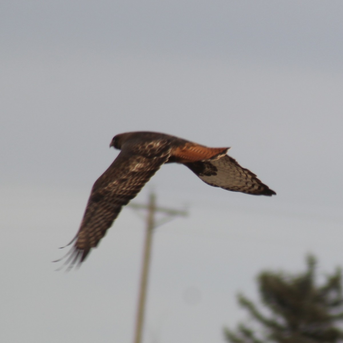 Red-tailed Hawk - Mackenzie Goldthwait