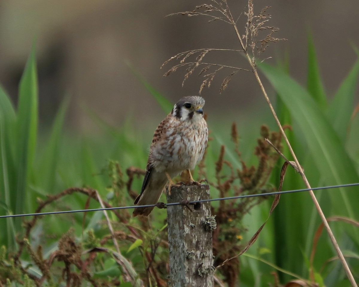 American Kestrel - ML319259981