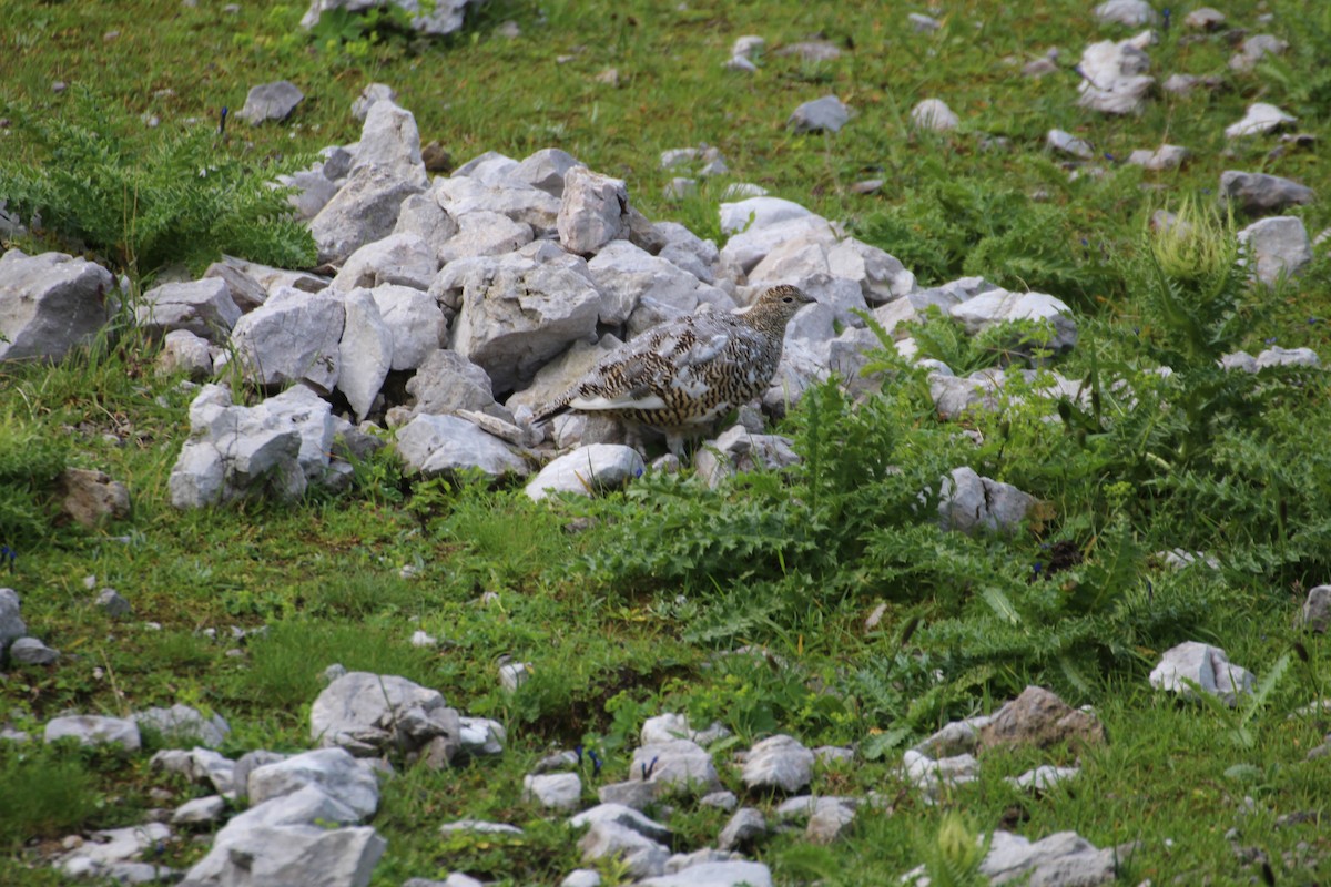 Rock Ptarmigan - ML319260251