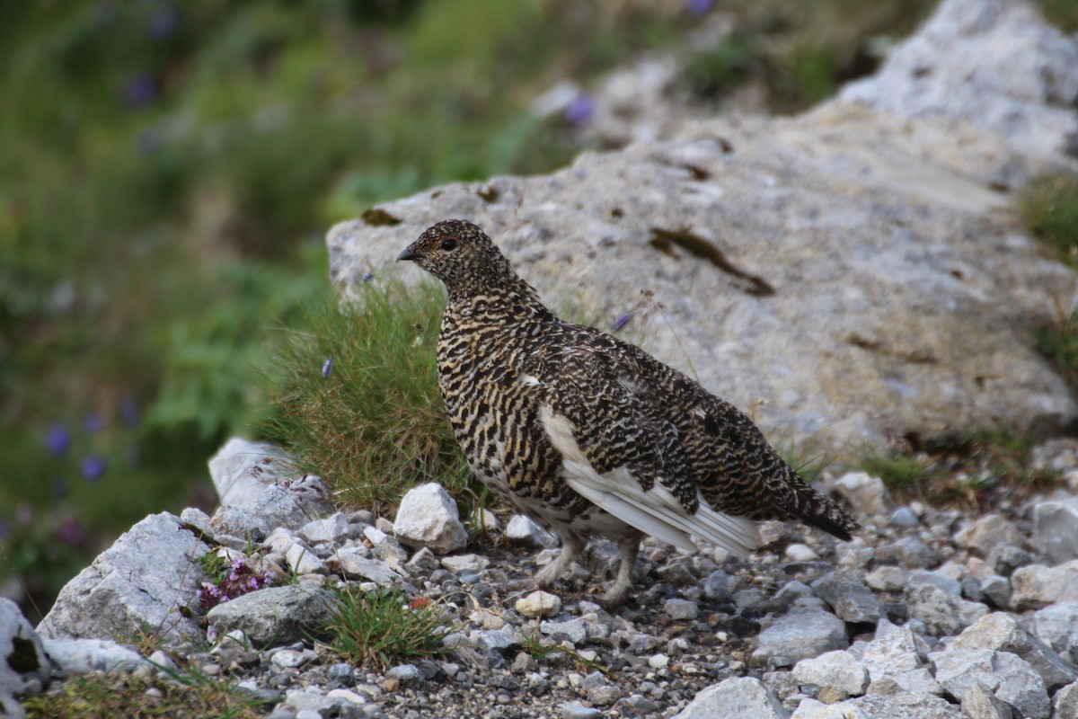 Rock Ptarmigan - ML319260261