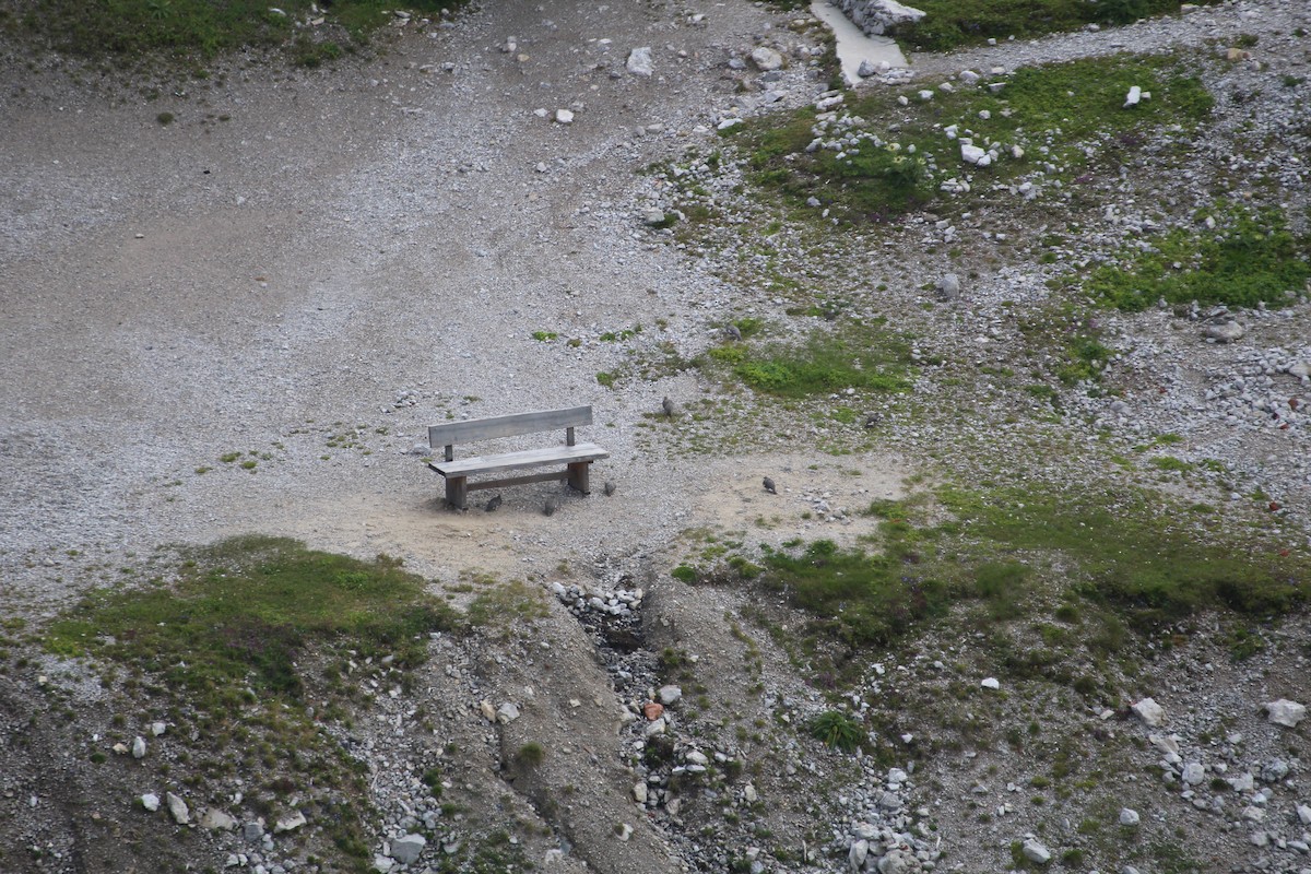 Rock Ptarmigan - ML319260361