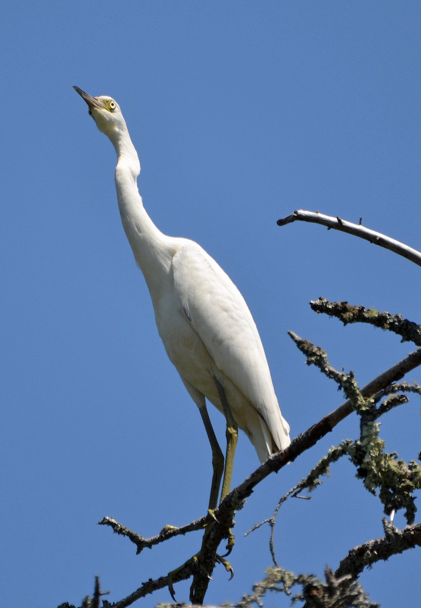 Little Blue Heron - ML31926071