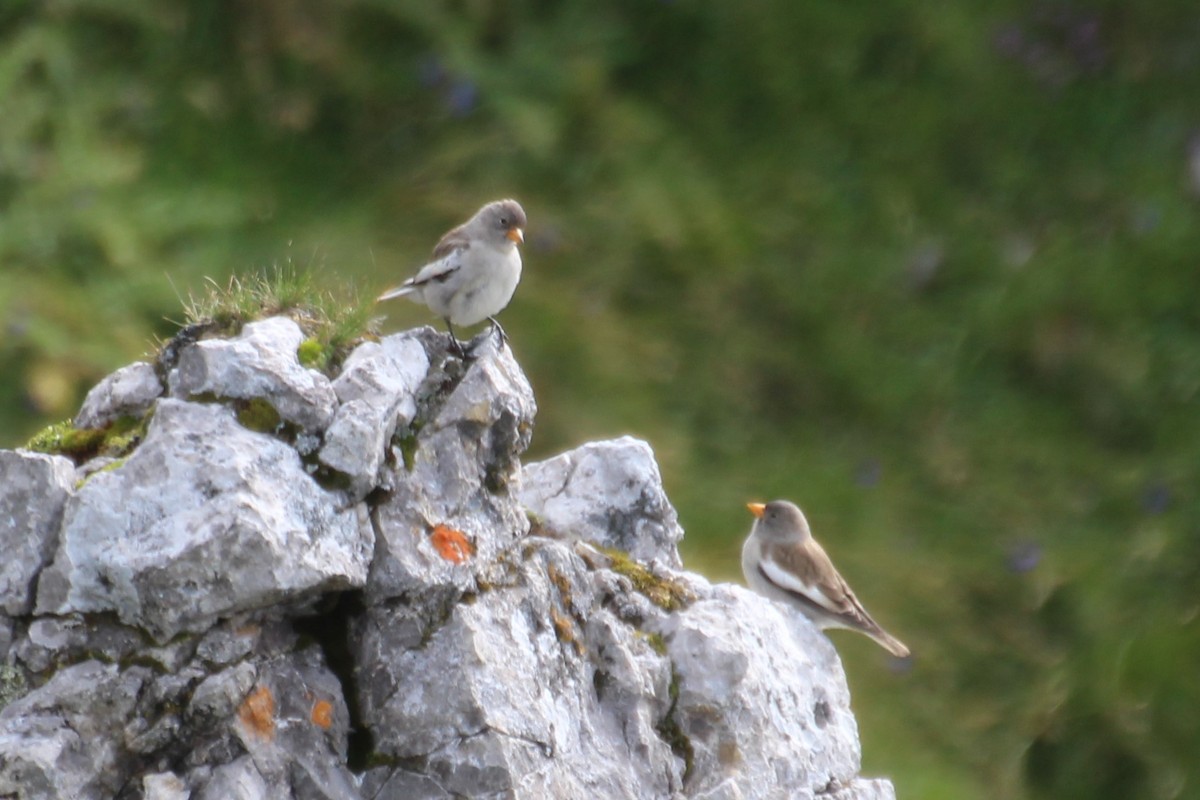 White-winged Snowfinch - ML319261181