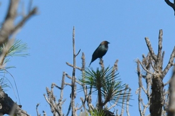 Brown-headed Cowbird - ML319261351