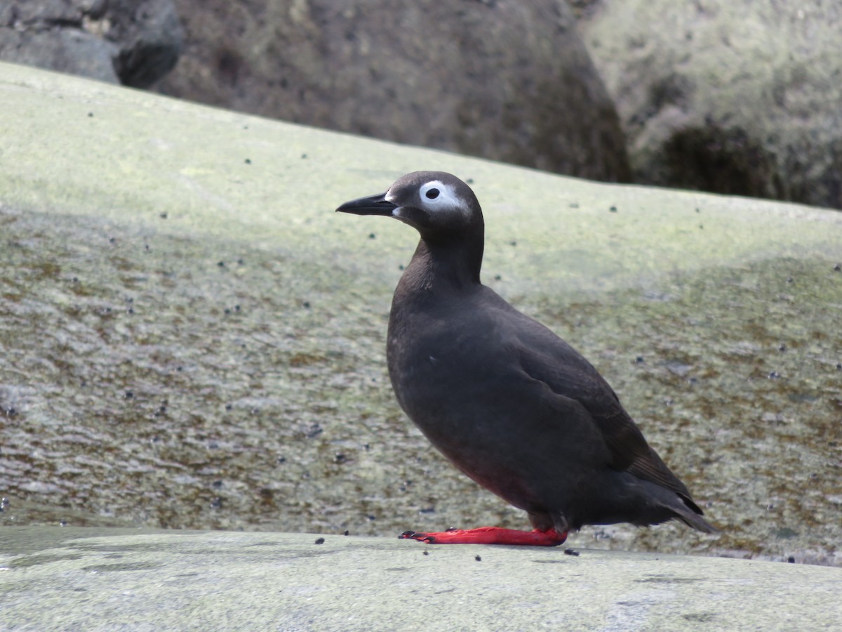Spectacled Guillemot - Anonymous