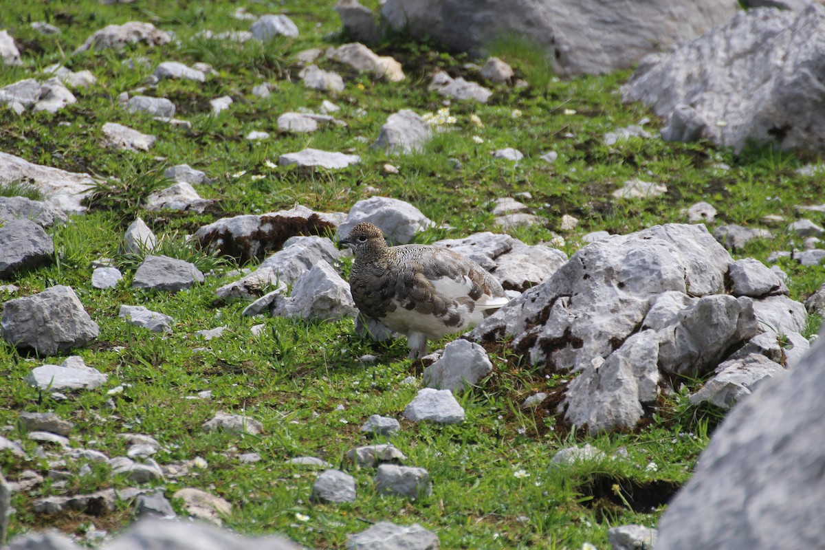 Rock Ptarmigan - ML319261711