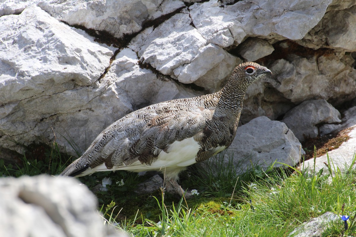 Rock Ptarmigan - ML319261741