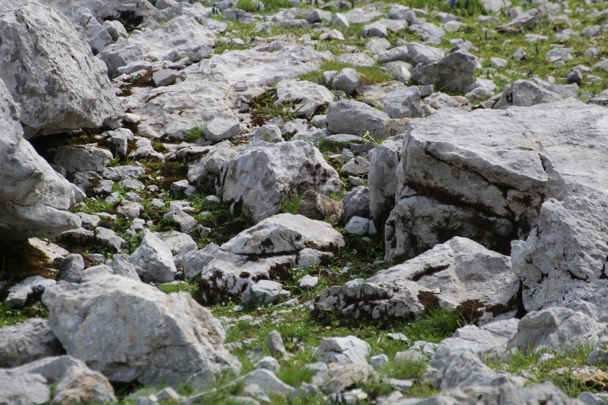 Rock Ptarmigan - ML319261751