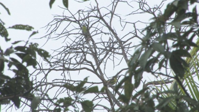 Philippine Green-Pigeon - ML319262101