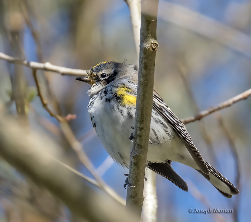 Yellow-rumped Warbler - ML319263591