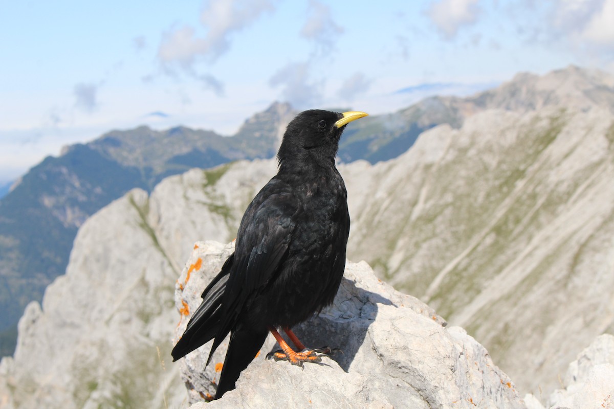 Yellow-billed Chough - ML319264551