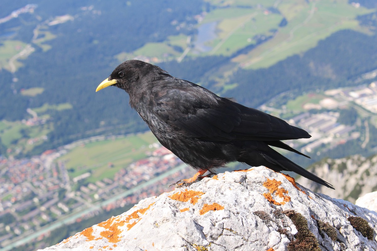 Yellow-billed Chough - ML319264651