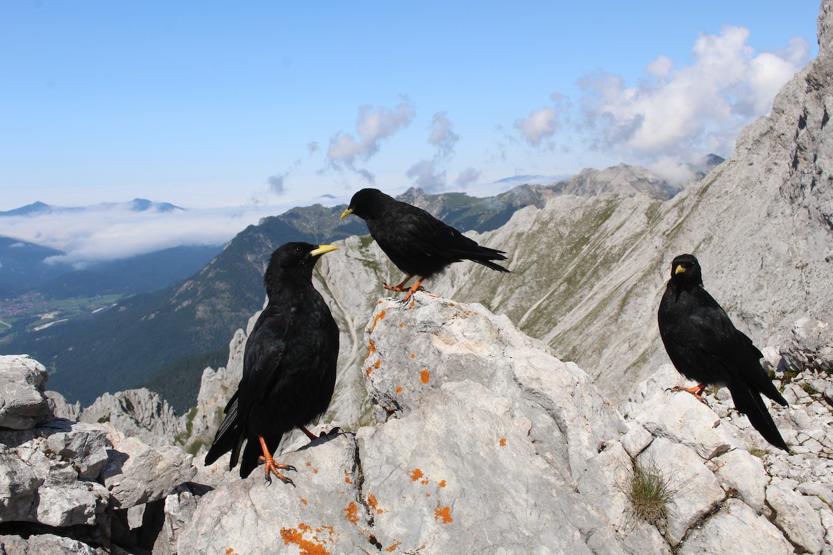 Yellow-billed Chough - ML319264661