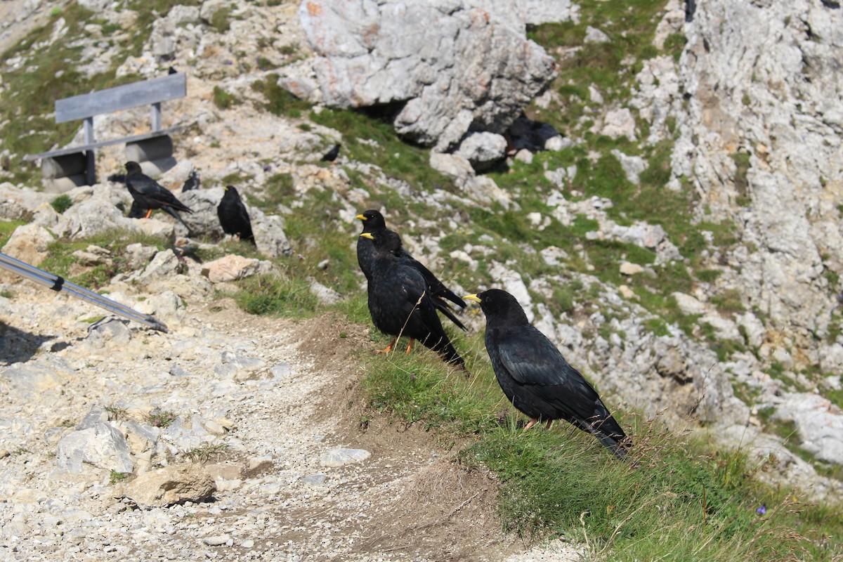 Yellow-billed Chough - ML319264691