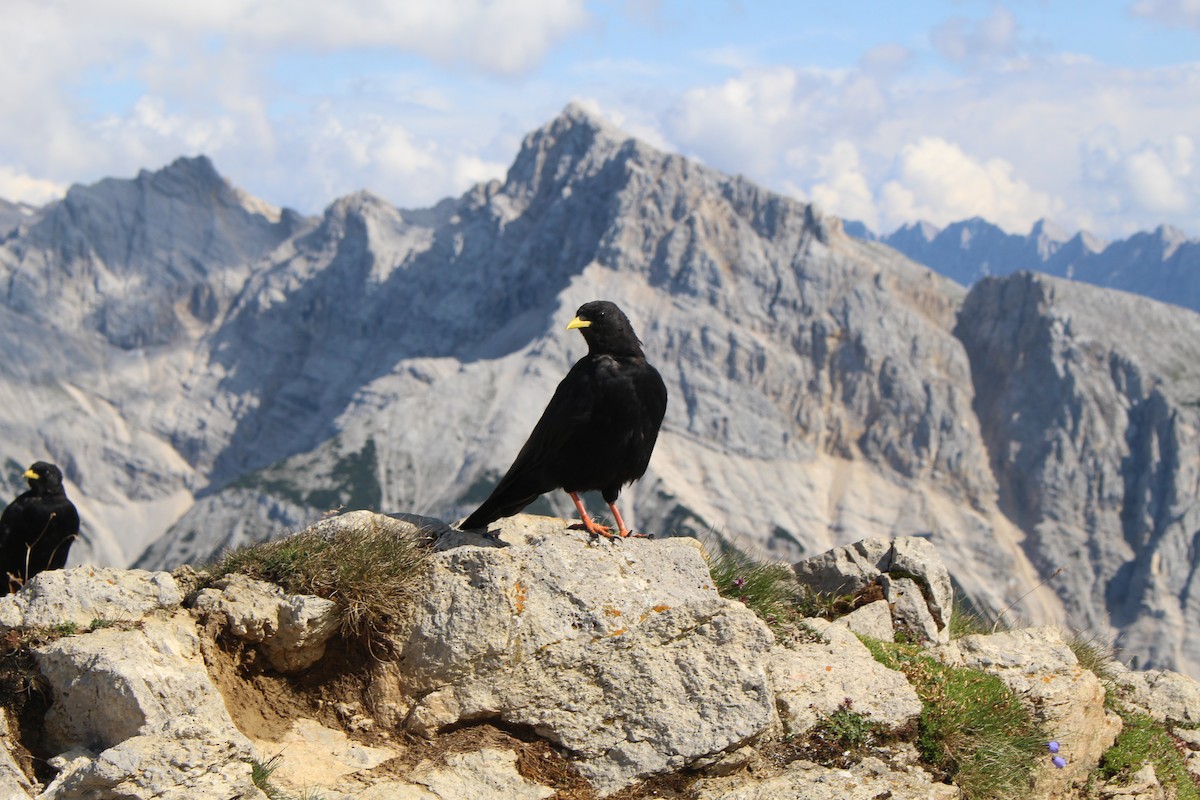 Yellow-billed Chough - ML319264711