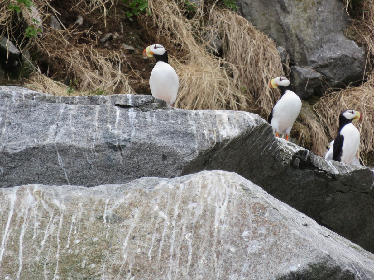 Horned Puffin - ML31926531