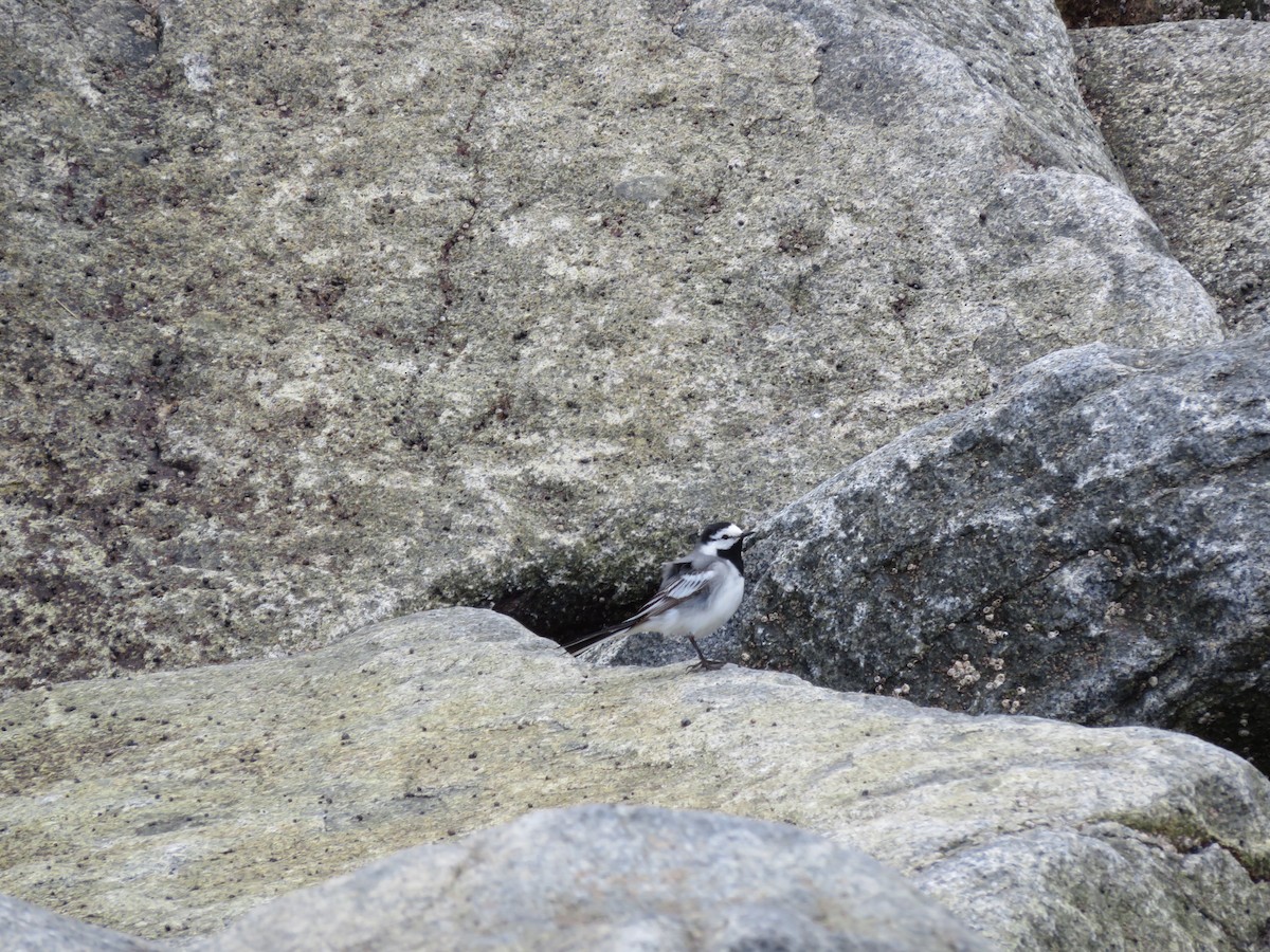 White Wagtail (ocularis) - ML31926561