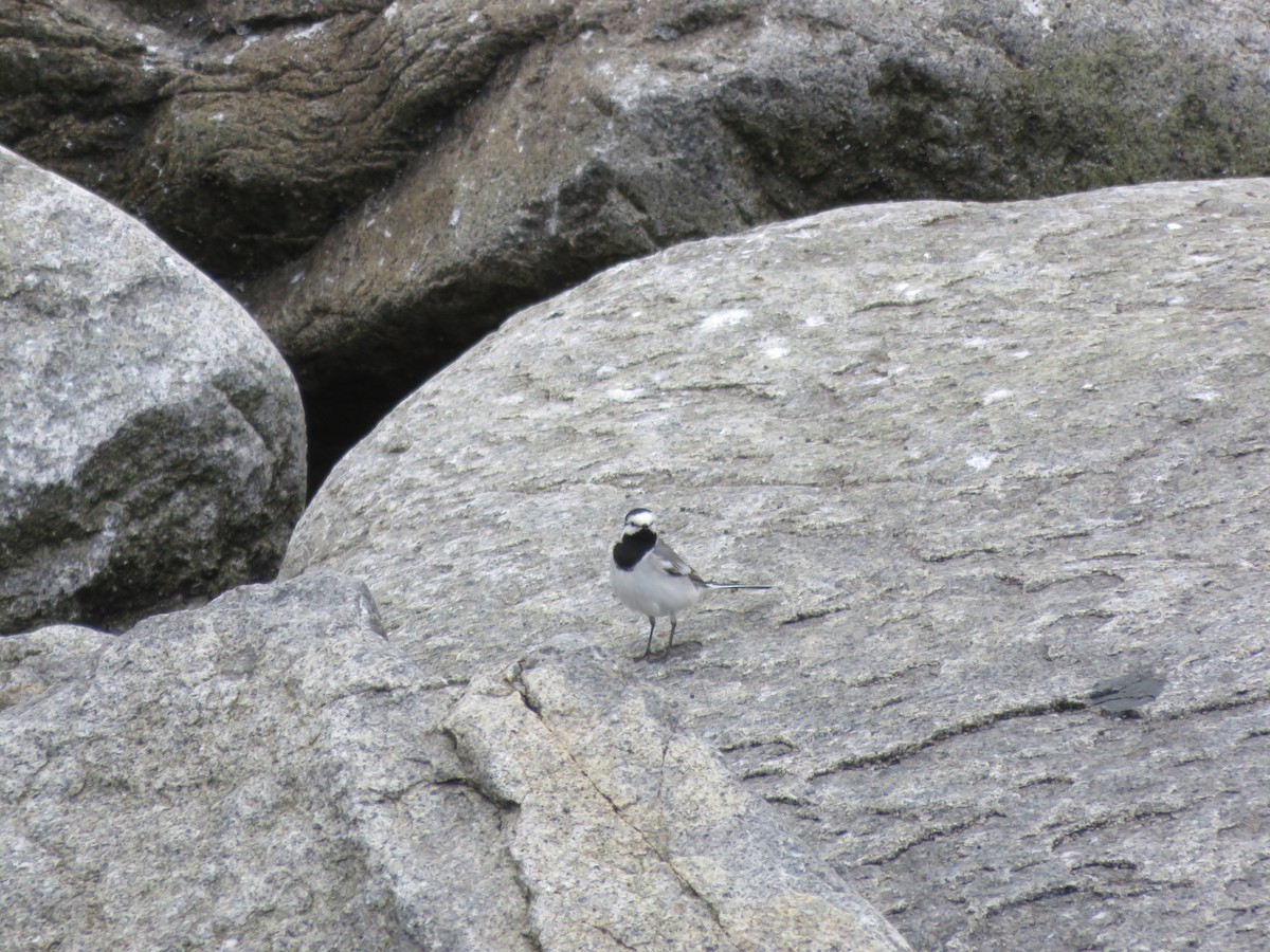 White Wagtail (ocularis) - Anonymous