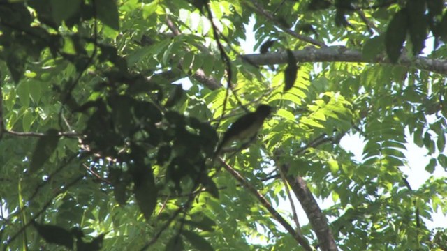 Yellowish Bulbul - ML319266351