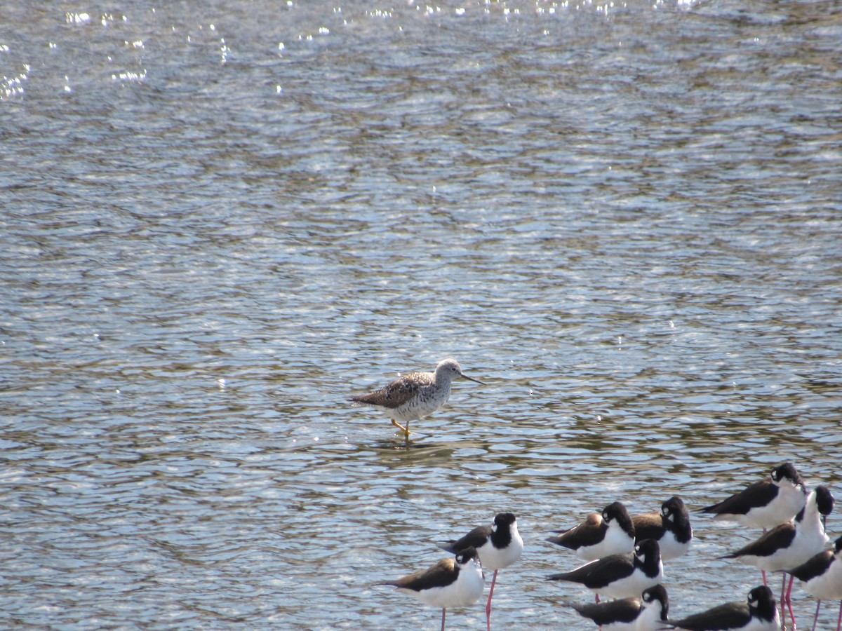 Lesser Yellowlegs - ML319266541