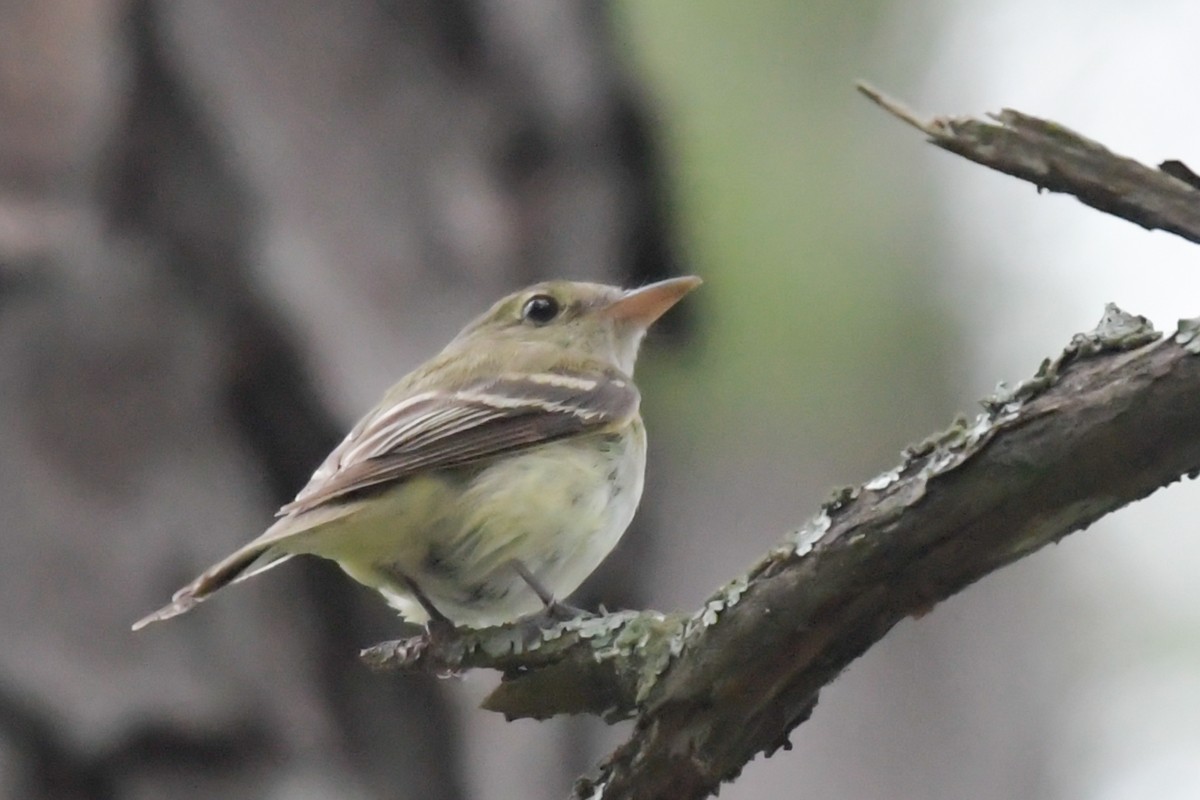 Acadian Flycatcher - ML31926751