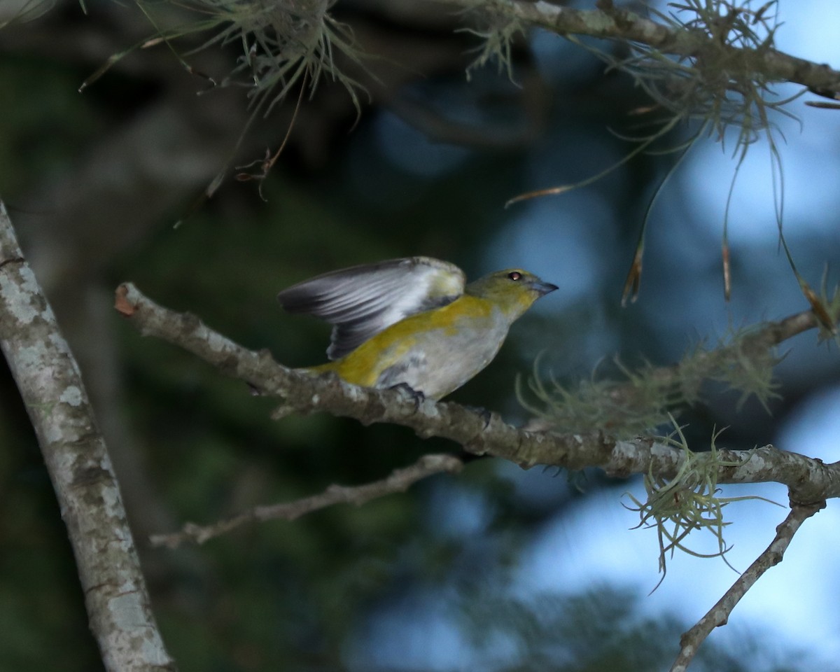 Purple-throated Euphonia - ML319267551