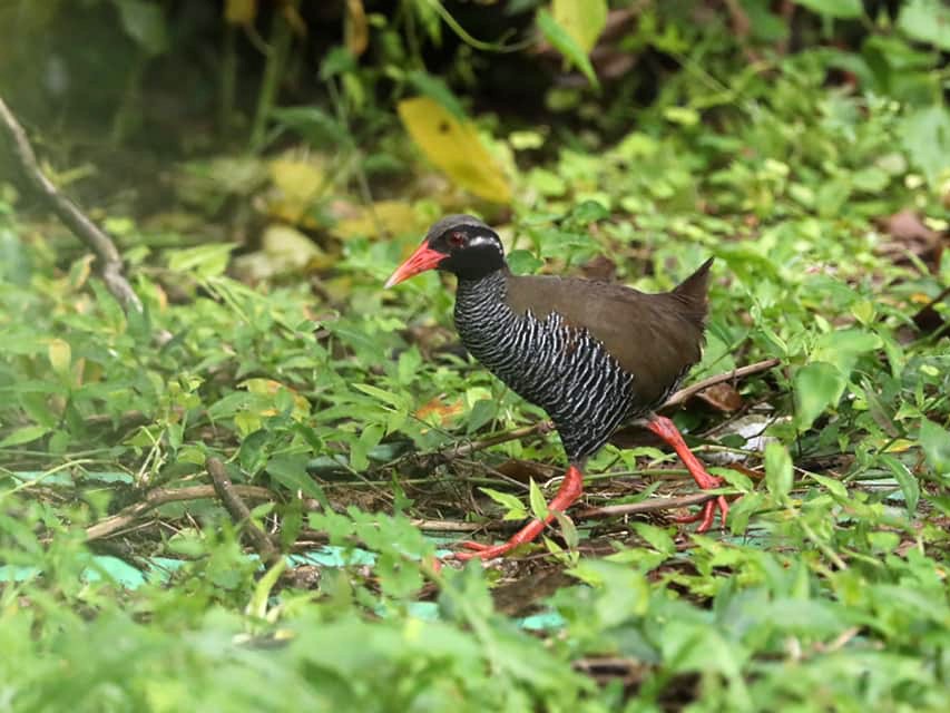 Photos - Okinawa Rail - Gallirallus okinawae - Birds of the World