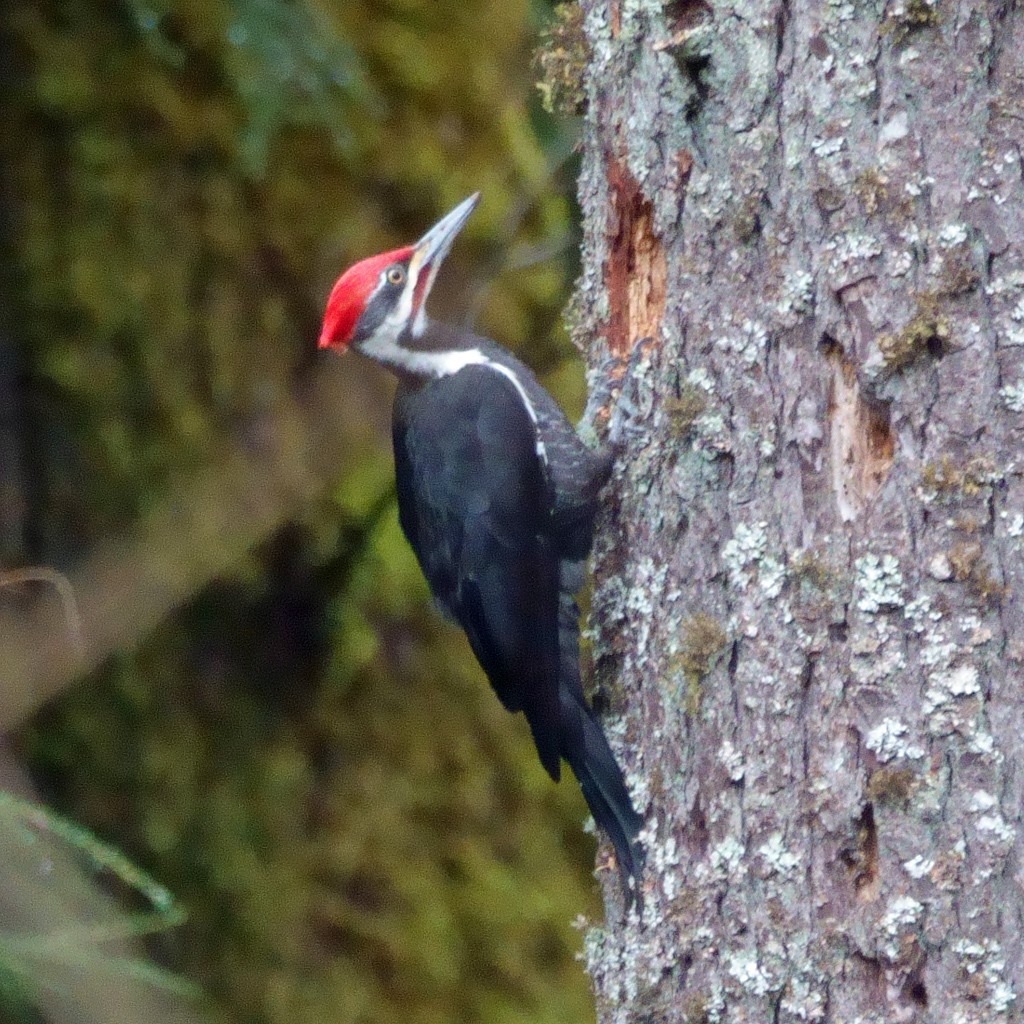 Pileated Woodpecker - Carl Haynie