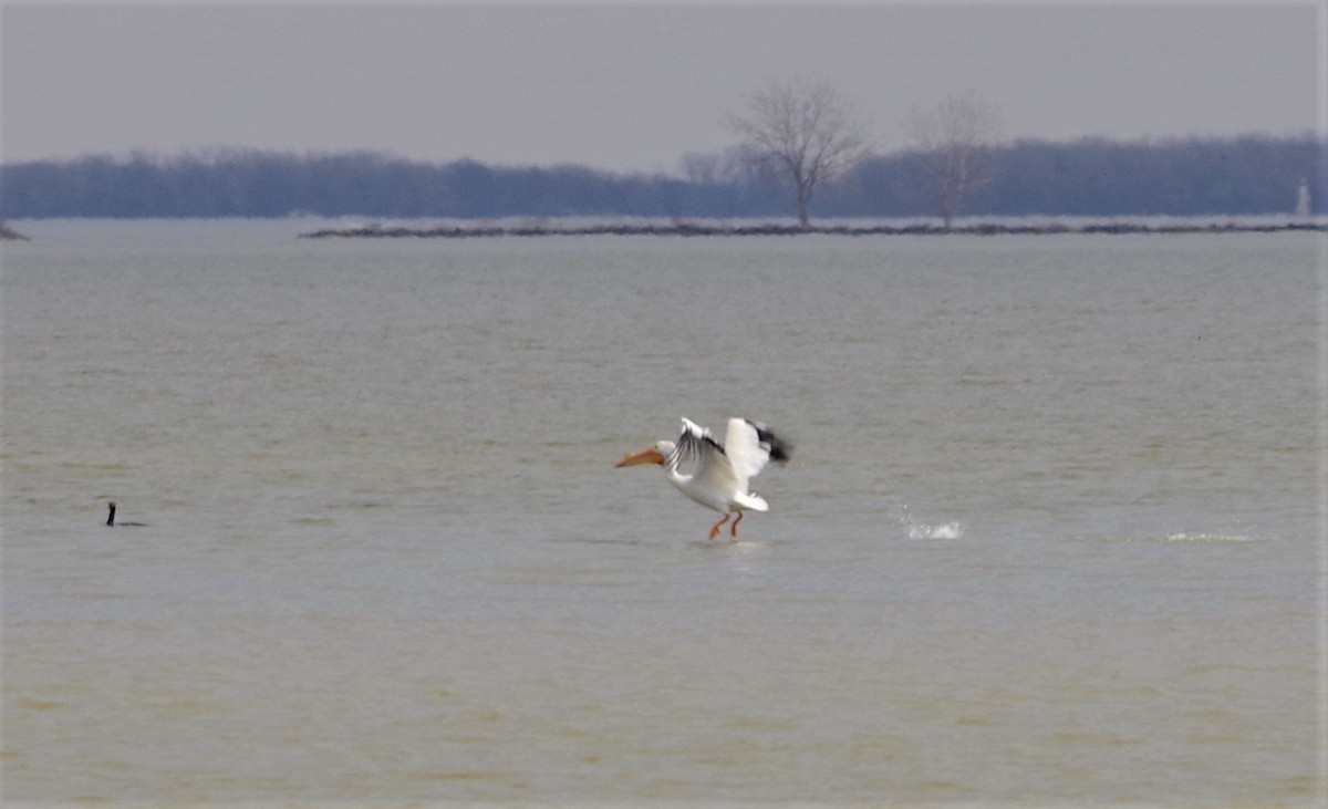 American White Pelican - ML319272641