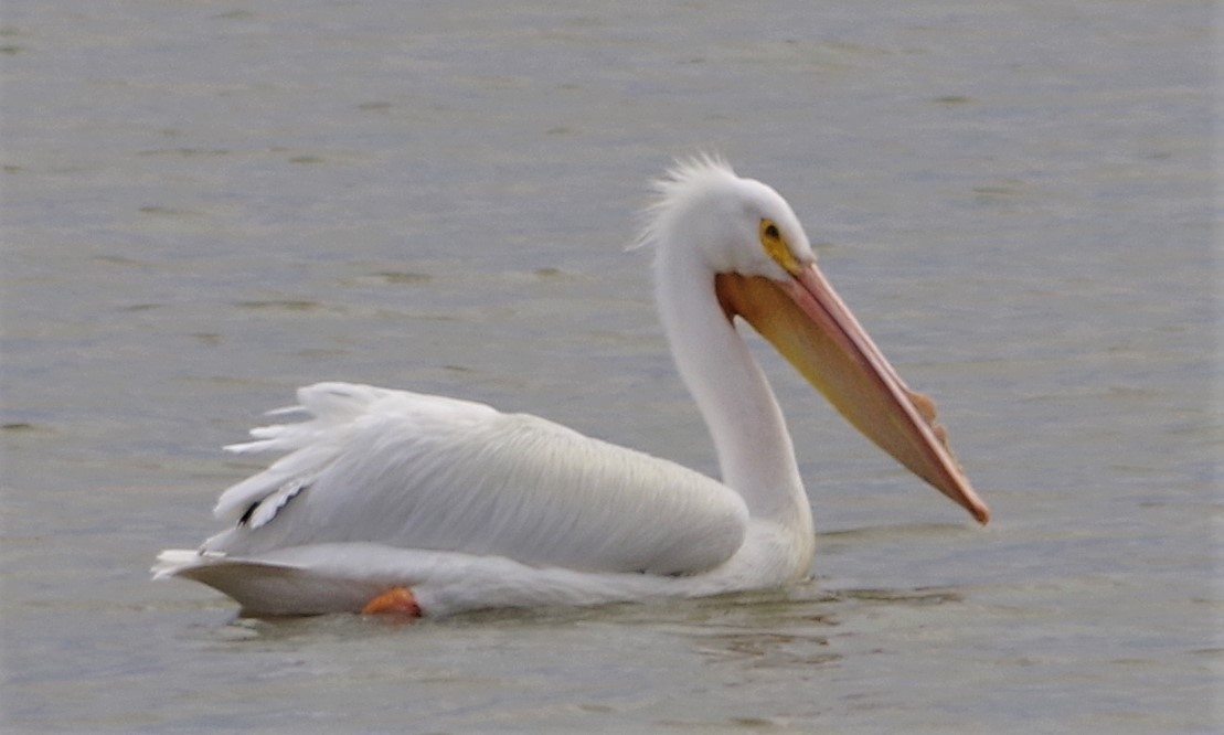 American White Pelican - ML319272731