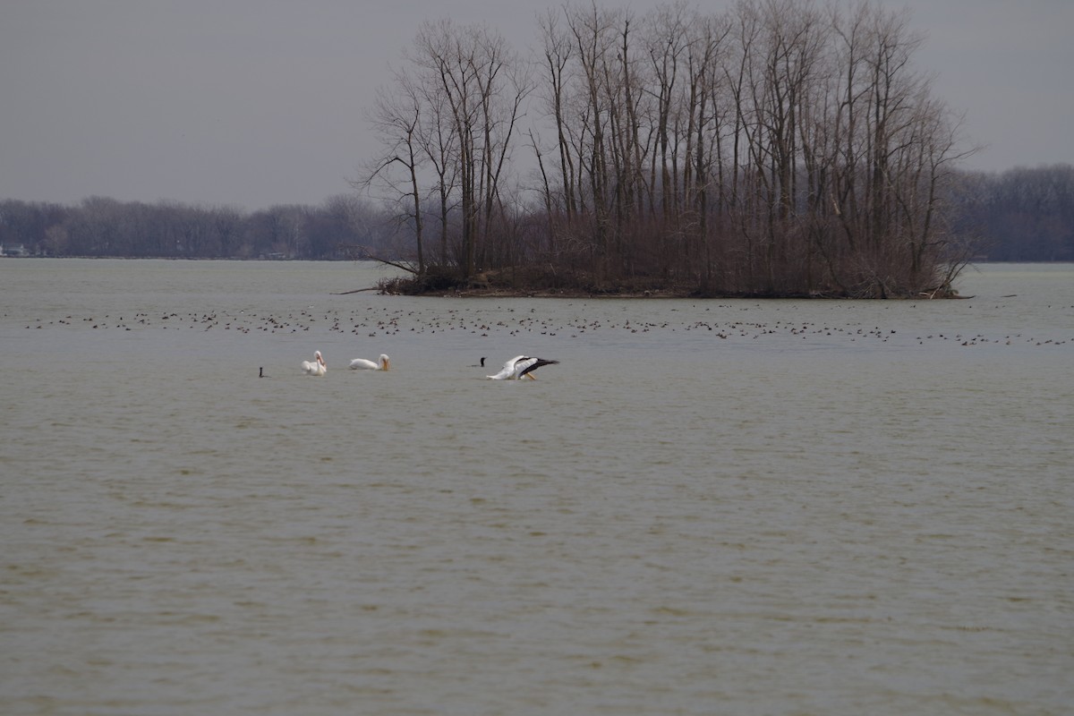 American White Pelican - Cynthia Carsey