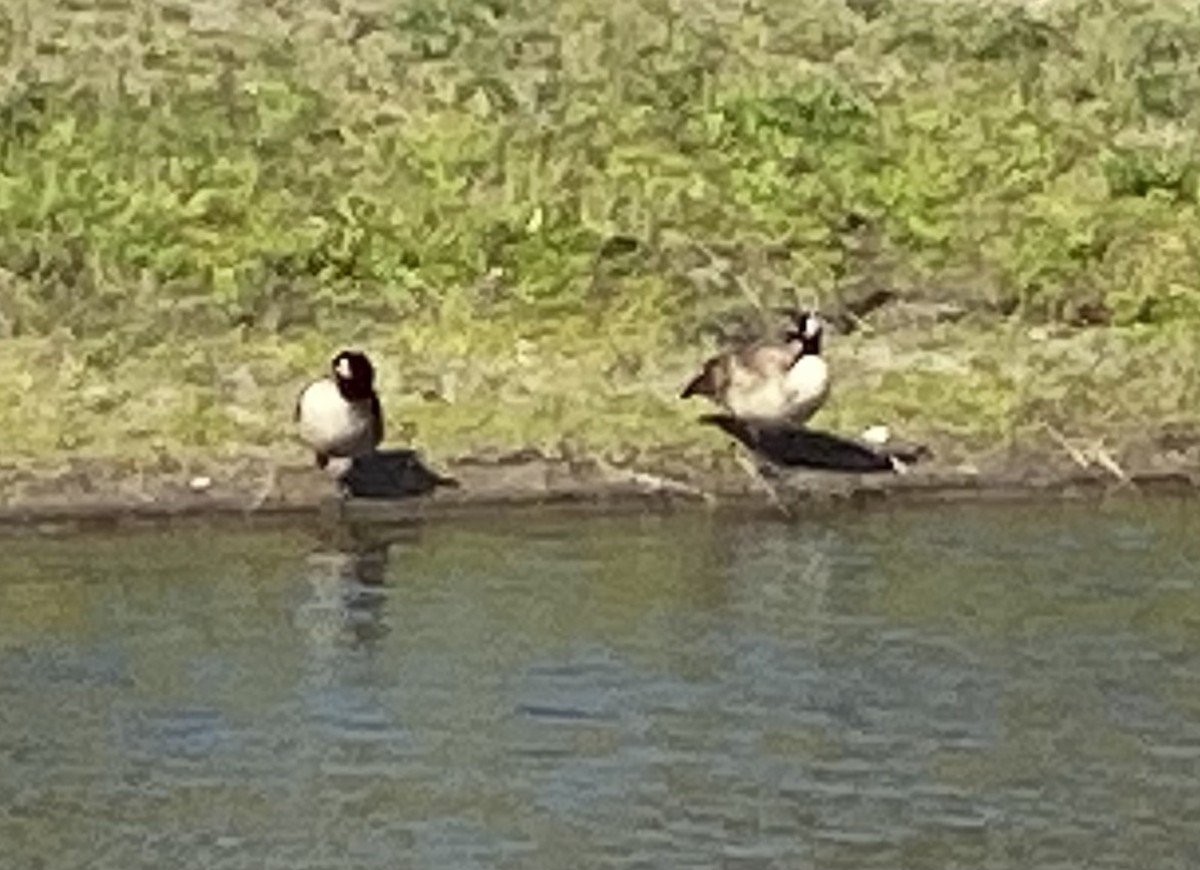 Canada Goose - ML319273611