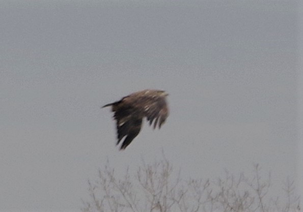 Bald Eagle - ML319274271