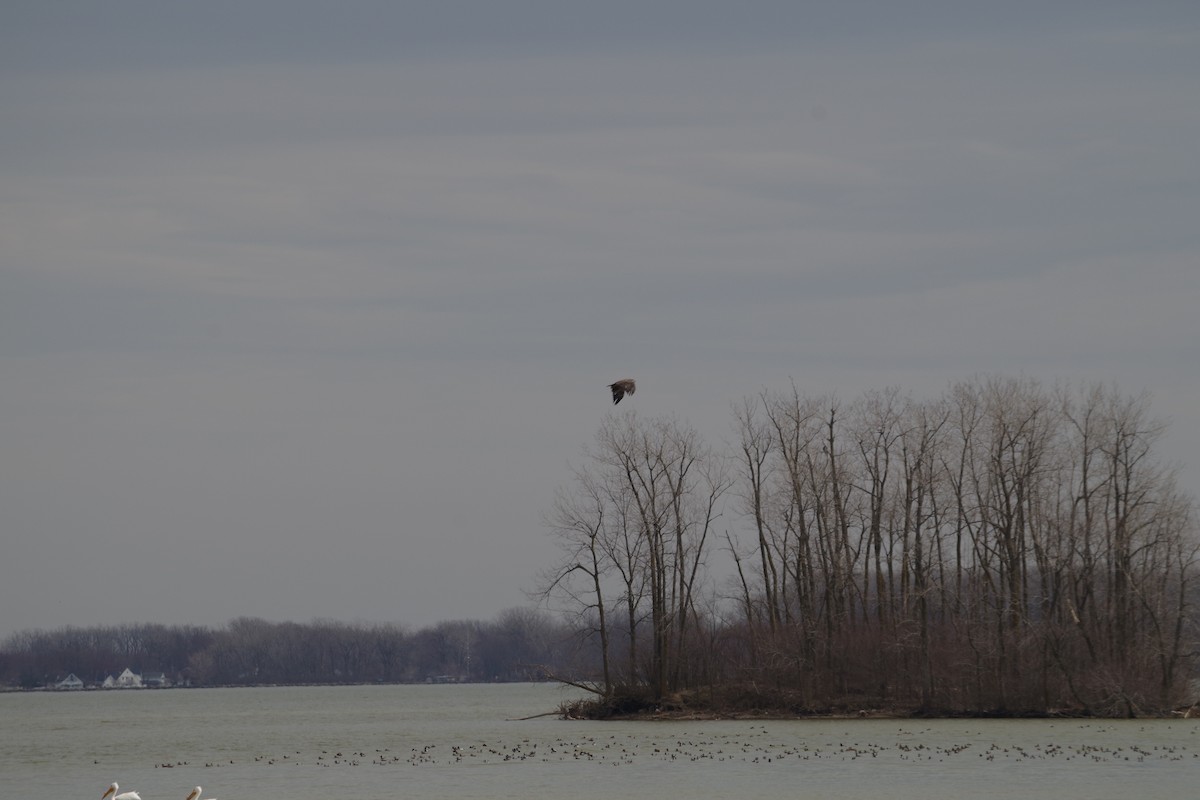 Bald Eagle - ML319274431