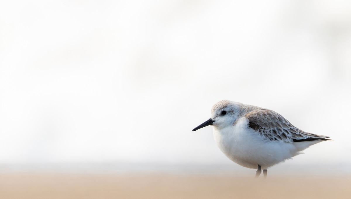 Bécasseau sanderling - ML319274621