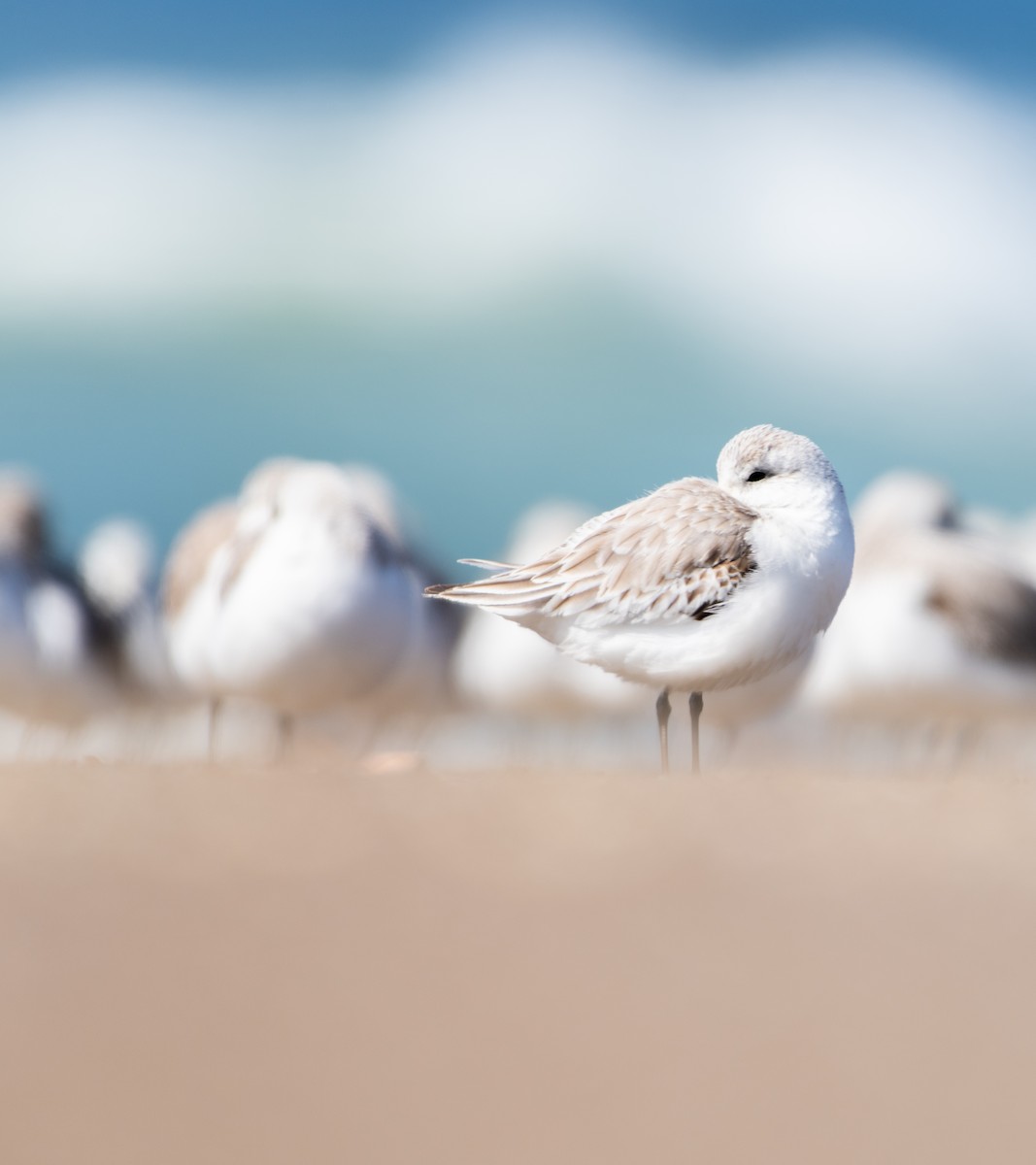 Bécasseau sanderling - ML319274681