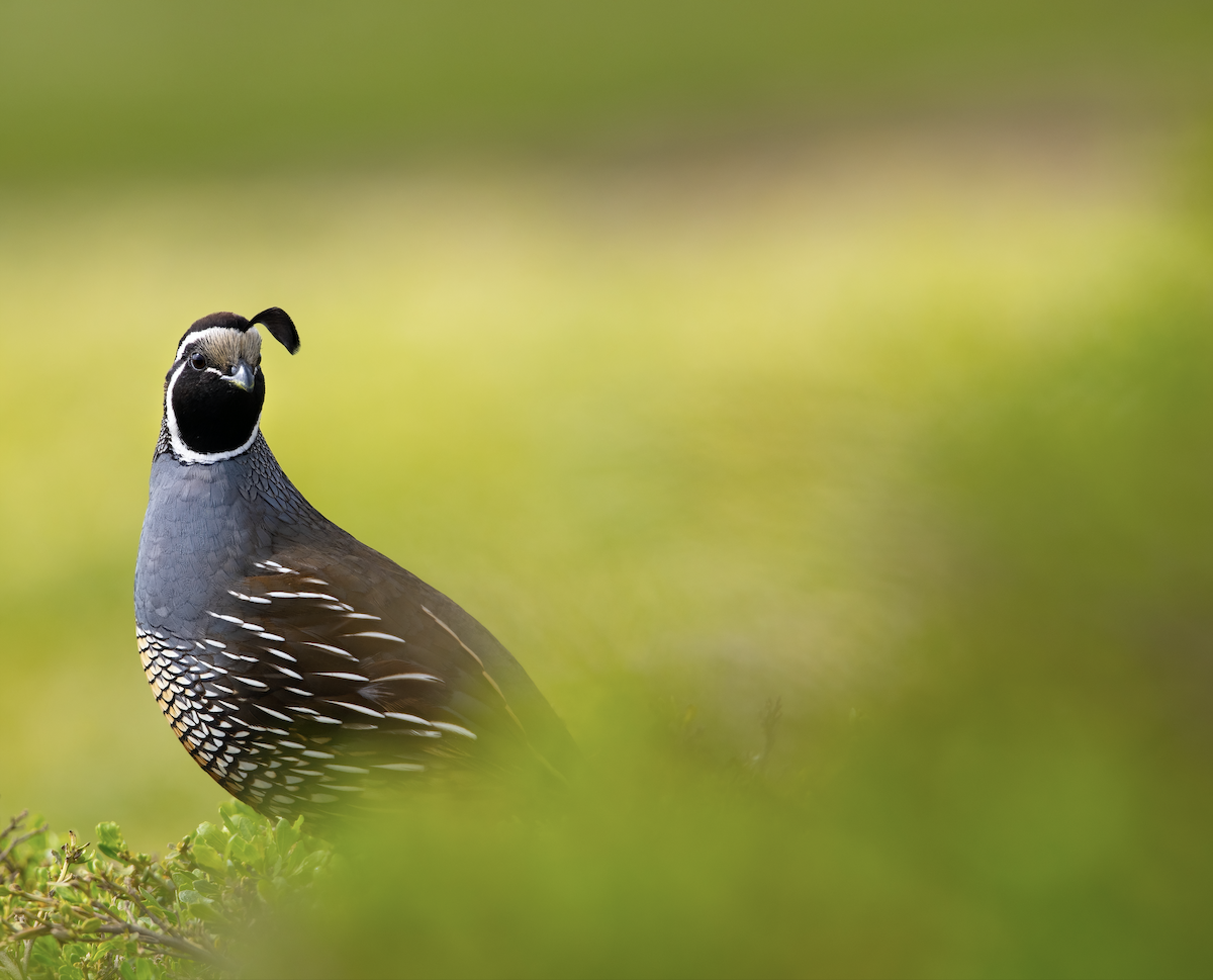 California Quail - ML319275011