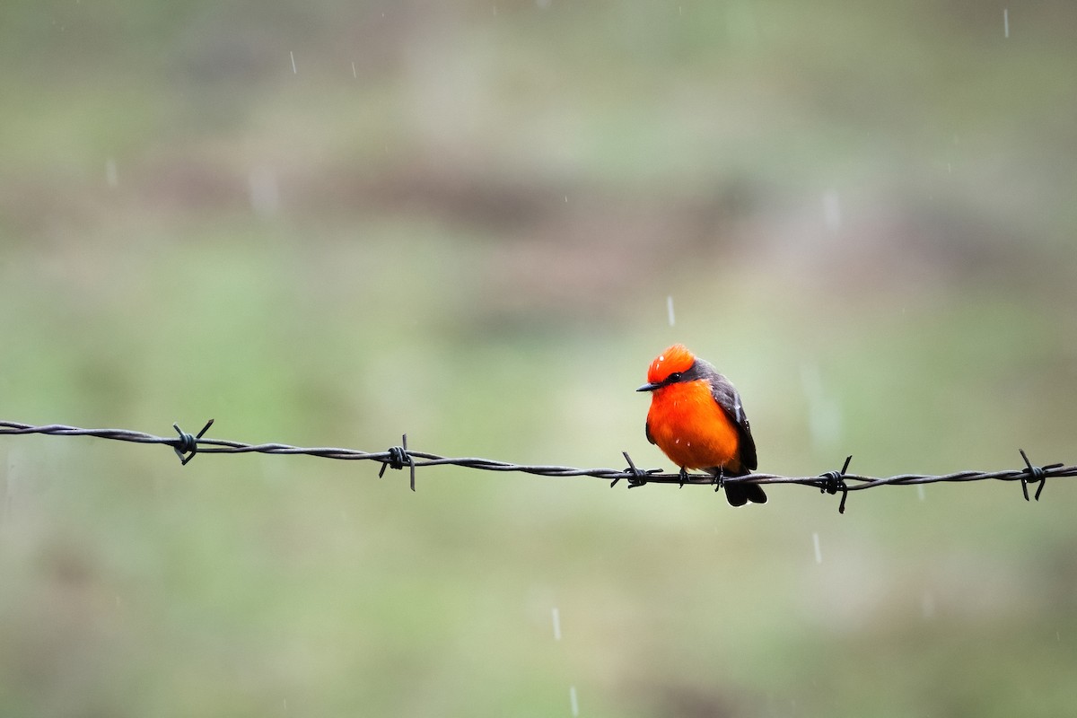 Vermilion Flycatcher - ML319275311