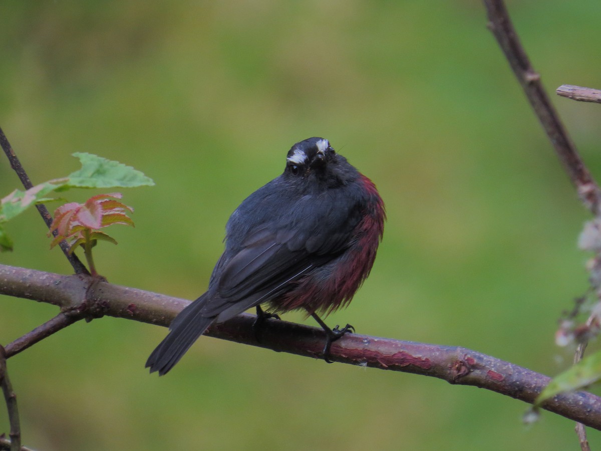 Chestnut-bellied Chat-Tyrant - ML319275531