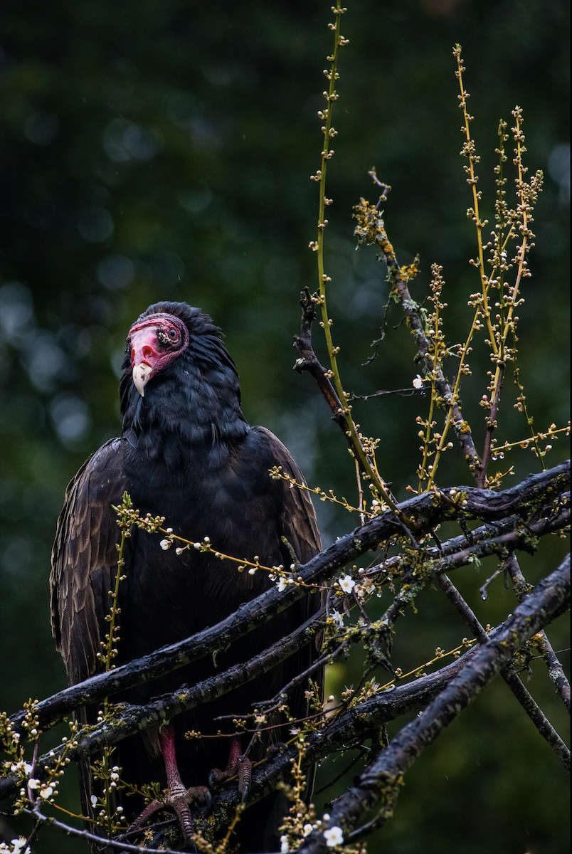 Turkey Vulture - ML319275771