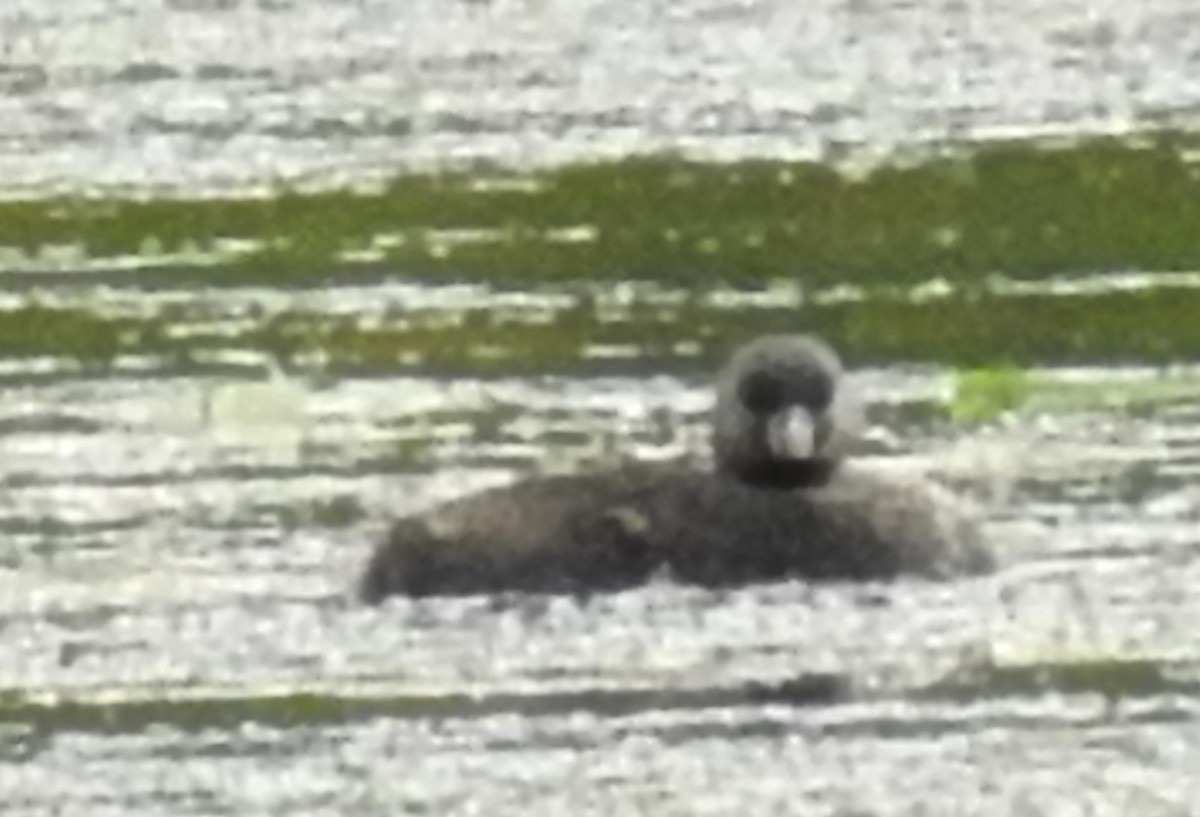 Pied-billed Grebe - ML31927601