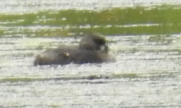 Pied-billed Grebe - ML31927611