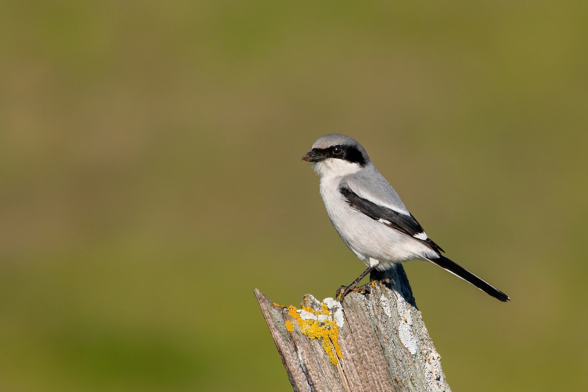 Loggerhead Shrike - ML319276171