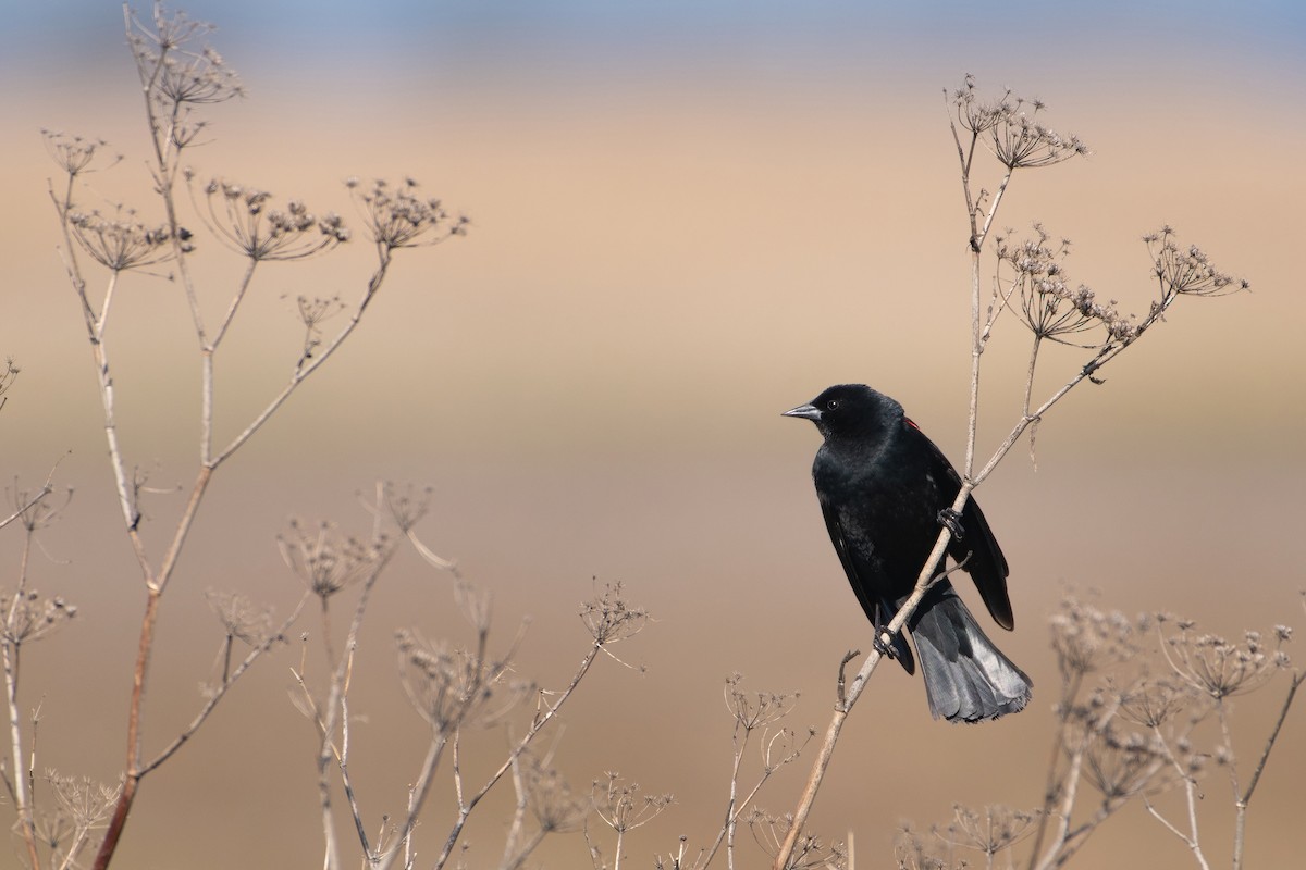 Red-winged Blackbird - ML319276201