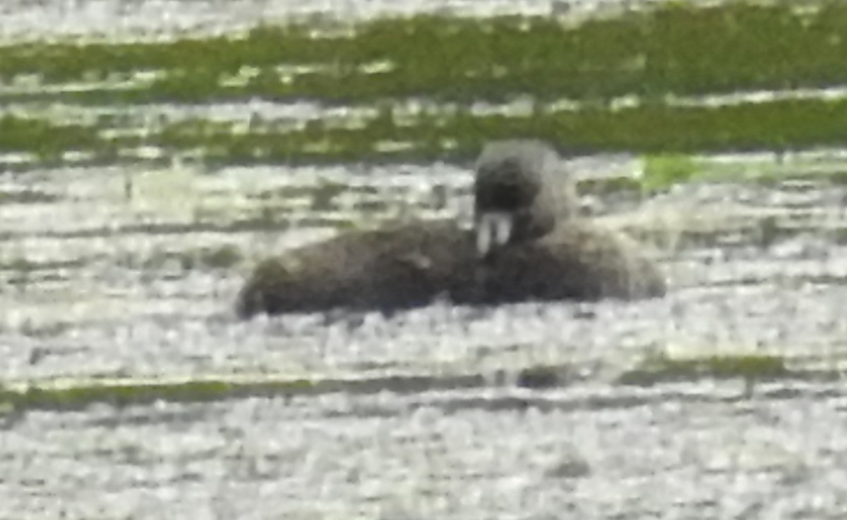 Pied-billed Grebe - ML31927621