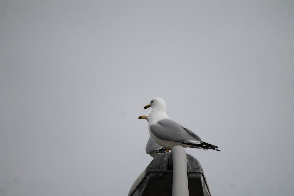 Ring-billed Gull - ML319276311