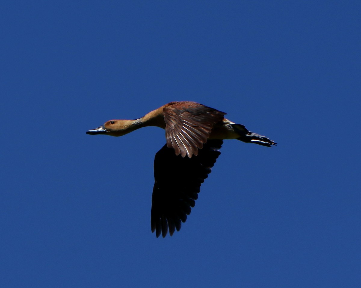 Fulvous Whistling-Duck - ML319276531
