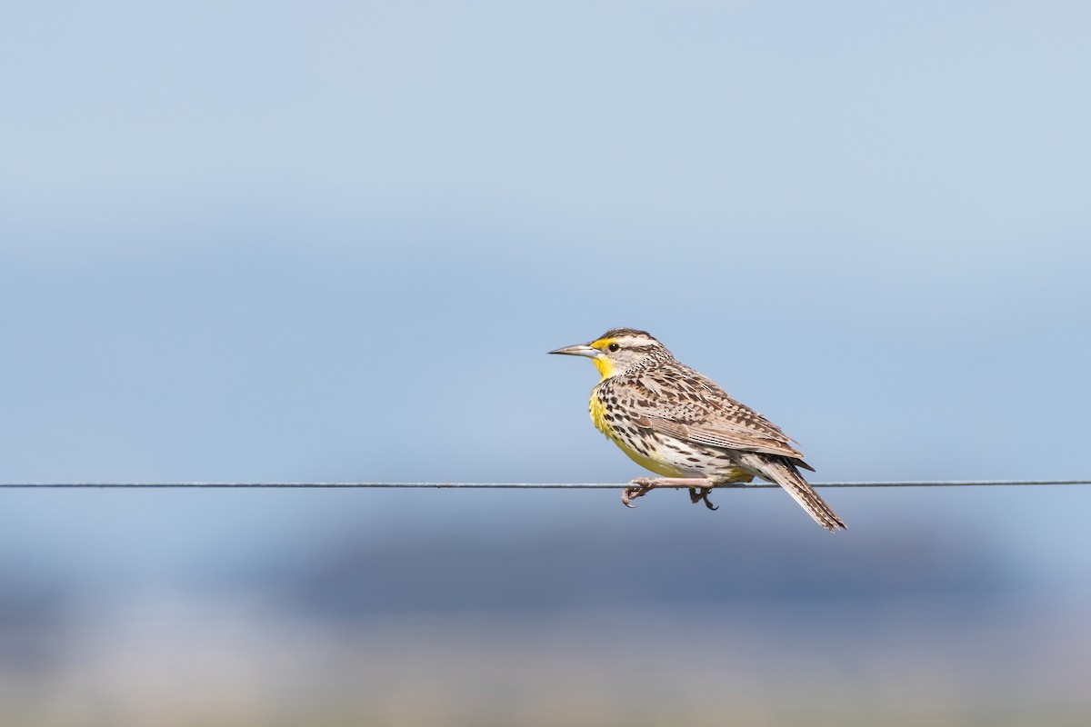 Western Meadowlark - ML319276571