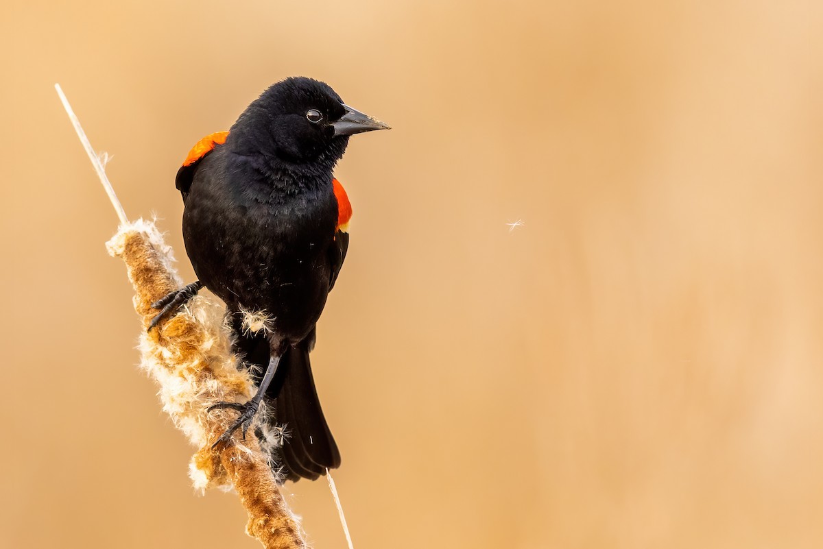 Red-winged Blackbird - ML319276621