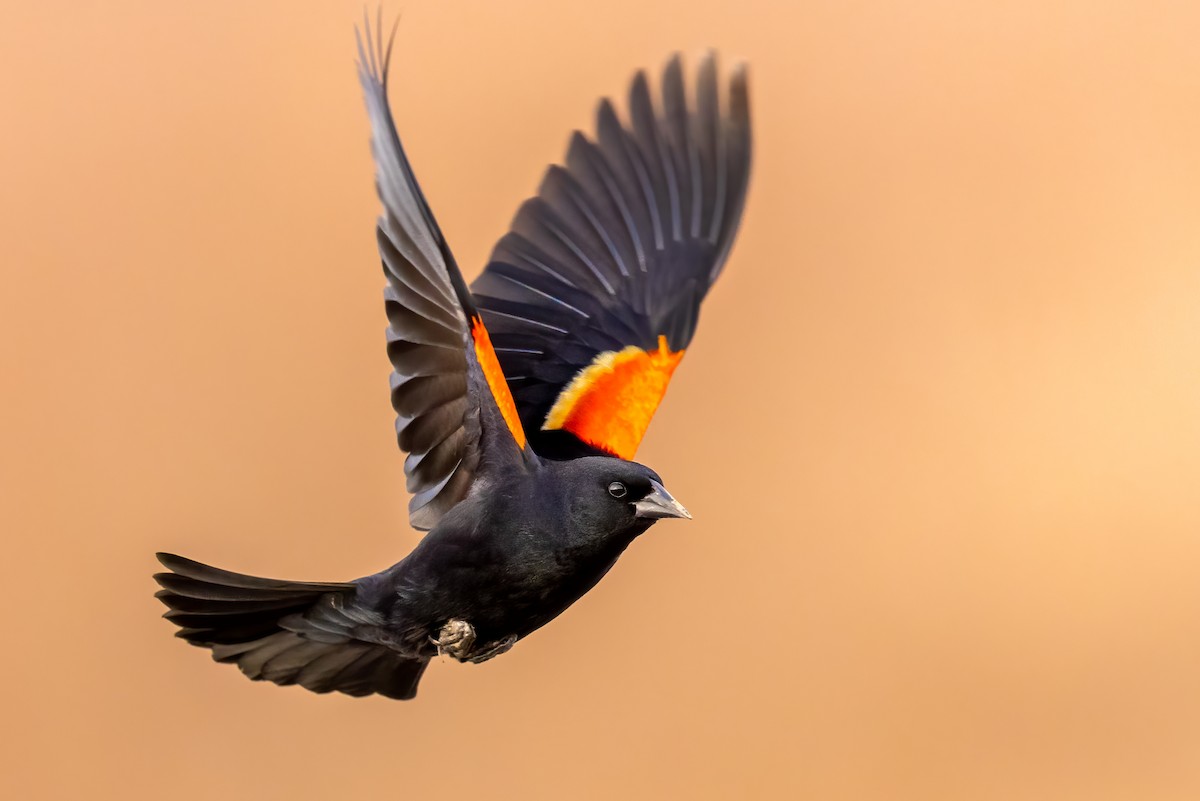 Red-winged Blackbird - ML319276641